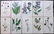Hogg & Johnson C1870 Lot of 10 HCol Botanical Prints