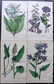 Hogg & Johnson C1870 Lot of 10 HCol Botanical Prints - 2