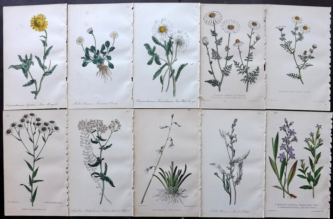 Hogg & Johnson C1870 Lot of 10 HCol Botanical Prints: Hand Coloured Lithographs Published 1863-1880, London for "The Wild Flowers of Great Britain" by Robert Hogg & George W. Johnson. Paper Size: 9 x 5.5 inch (23 x 14cm) Occasional backround tone spots. 