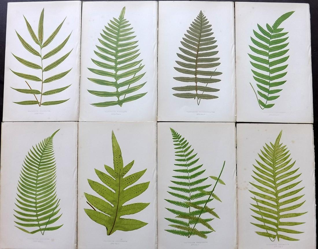 Lowe, Edward 1856 Lot of 8 Antique Fern Prints: Woodblocks Published 1856-60 by Groombridge and Sons, London for "Ferns: British and Exotic" by Edward Lowe. Illustrated by A.F. Lydon. Printed by Benjamin Fawcett. Paper Size: 10 x 6 inch (25 x 15cm)