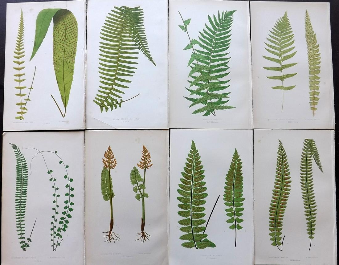 Lowe, Edward 1856 Lot of 8 Antique Fern Prints: Woodblocks Published 1856-60 by Groombridge and Sons, London for "Ferns: British and Exotic" by Edward Lowe. Illustrated by A.F. Lydon. Printed by Benjamin Fawcett. Paper Size: 10 x 6 inch (25 x 15cm)