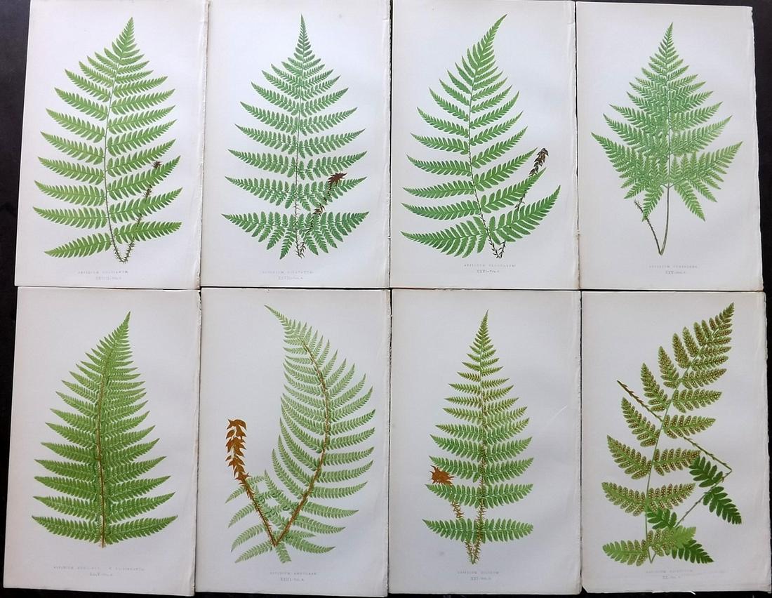 Lowe, Edward 1856 Lot of 8 Antique Fern Prints (1 of 2)