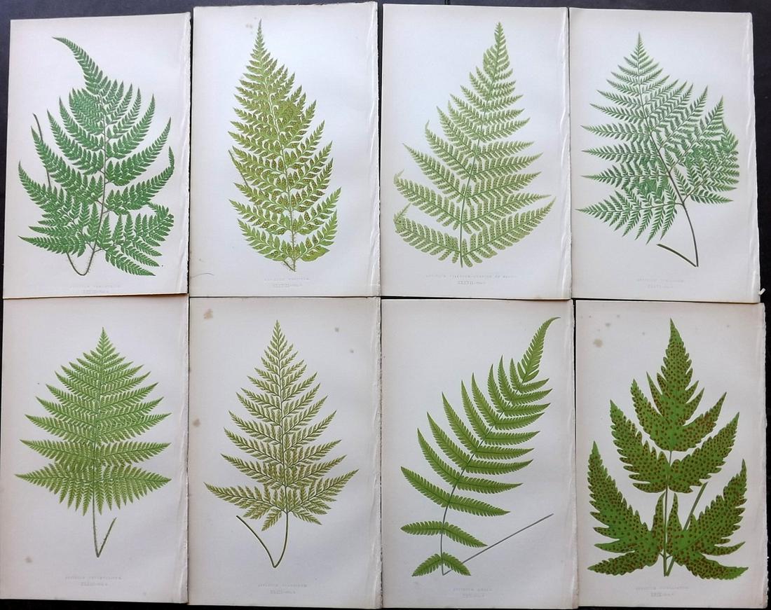 Lowe, Edward 1856 Lot of 8 Antique Fern Prints: Woodblocks Published 1856-60 by Groombridge and Sons, London for "Ferns: British and Exotic" by Edward Lowe. Illustrated by A.F. Lydon. Printed by Benjamin Fawcett. Paper Size: 10 x 6 inch (25 x 15cm)