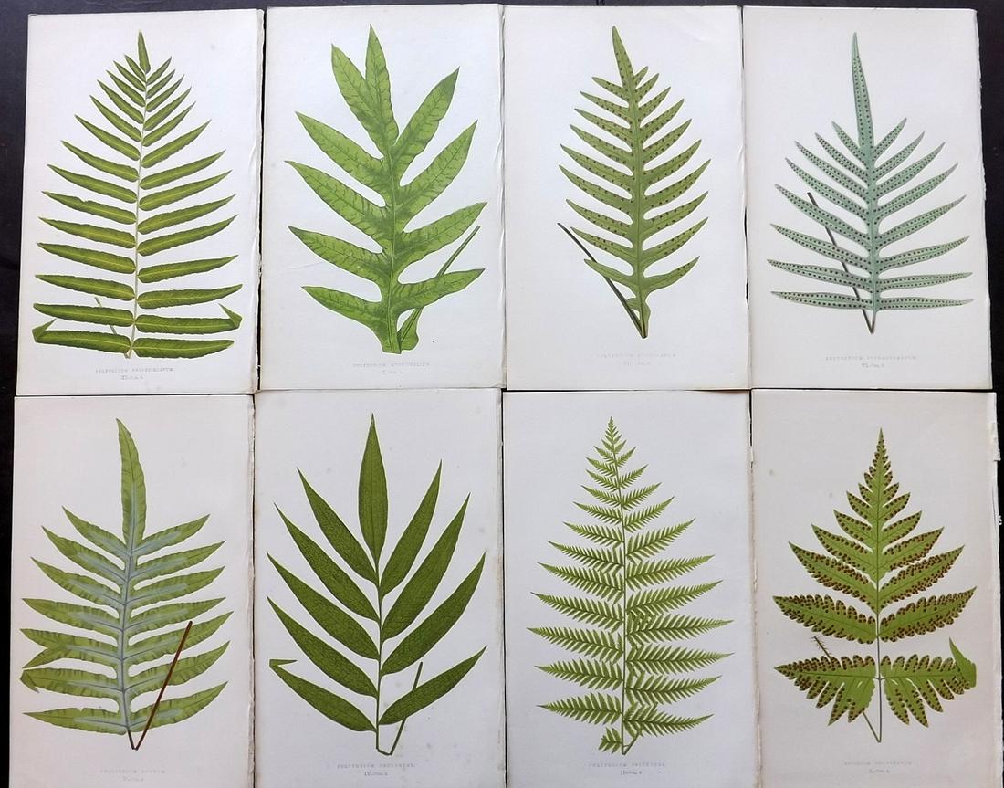 Lowe, Edward 1856 Lot of 8 Antique Fern Prints (1 of 2)