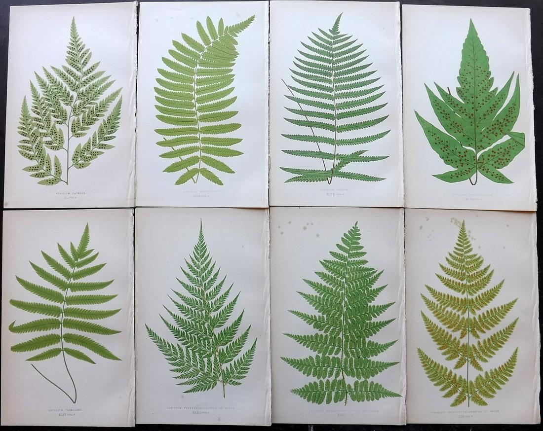 Lowe, Edward 1856 Lot of 8 Antique Fern Prints: Woodblocks Published 1856-60 by Groombridge and Sons, London for "Ferns: British and Exotic" by Edward Lowe. Illustrated by A.F. Lydon. Printed by Benjamin Fawcett. Paper Size: 10 x 6 inch (25 x 15cm)