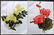 The Garden 1898 Lot of 6 Botanical Prints - 2