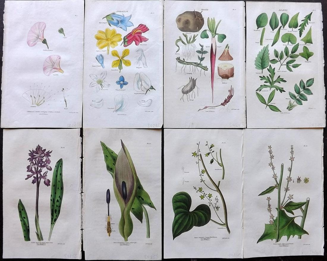 Wakeman (Pub) 1835 Lot of 8 Hand Col Botanical Prints: Hand Colored Steel Engraving/Etchings Published 1835 by William Frederick Wakeman, Dublin for "British Botany..." Scarce. Paper Size: 6.5 x 4 inch (16.5 x 10cm) Good Condition