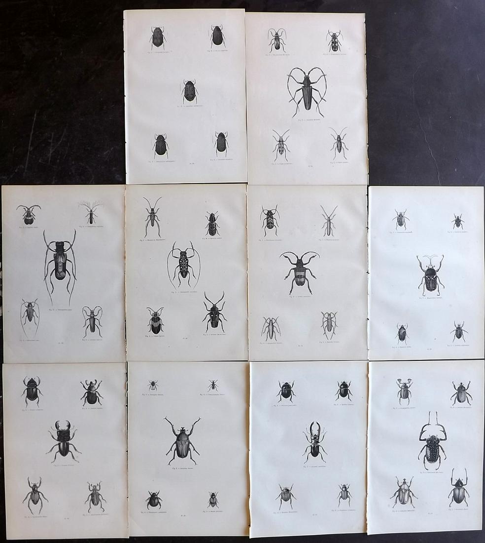 Chenu, Jean 1877 Lot of 10 Insect Prints: Wood Engravings Published 1877, Paris for "Encyclopedie D'Histoire Naturelle" by Jean Charles Chenu. Reverse side blank. Paper Size: 11 x 7.5 inch (28 x 19cm) Minor background toning, otherwise fine