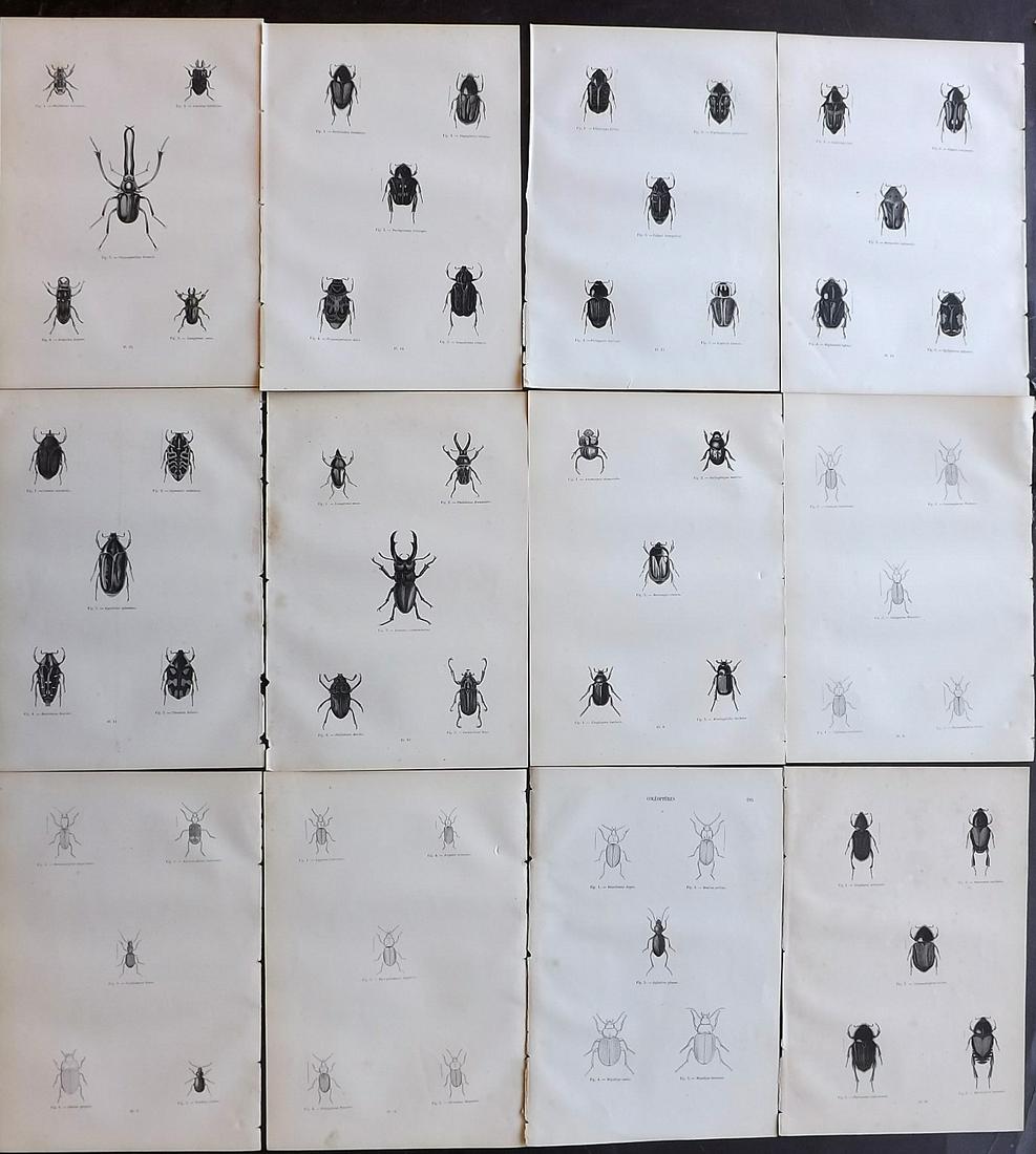 Chenu, Jean 1877 Lot of 12 Insect Prints: Wood Engravings Published 1877, Paris for "Encyclopedie D'Histoire Naturelle" by Jean Charles Chenu. Reverse side blank. Paper Size: 11 x 7.5 inch (28 x 19cm) Minor background toning, otherwise fine