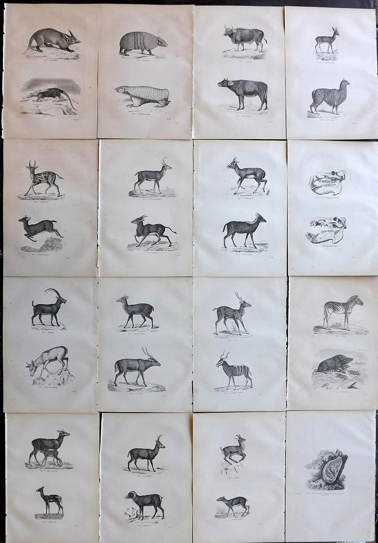 Chenu, Jean 1877 Lot of 16 Natural History Prints: Wood Engravings Published 1877, Paris for "Encyclopedie D'Histoire Naturelle" by Jean Charles Chenu. Reverse side blank. Paper Size: 11 x 7.5 inch (28 x 19cm) Minor background toning, otherwise fine