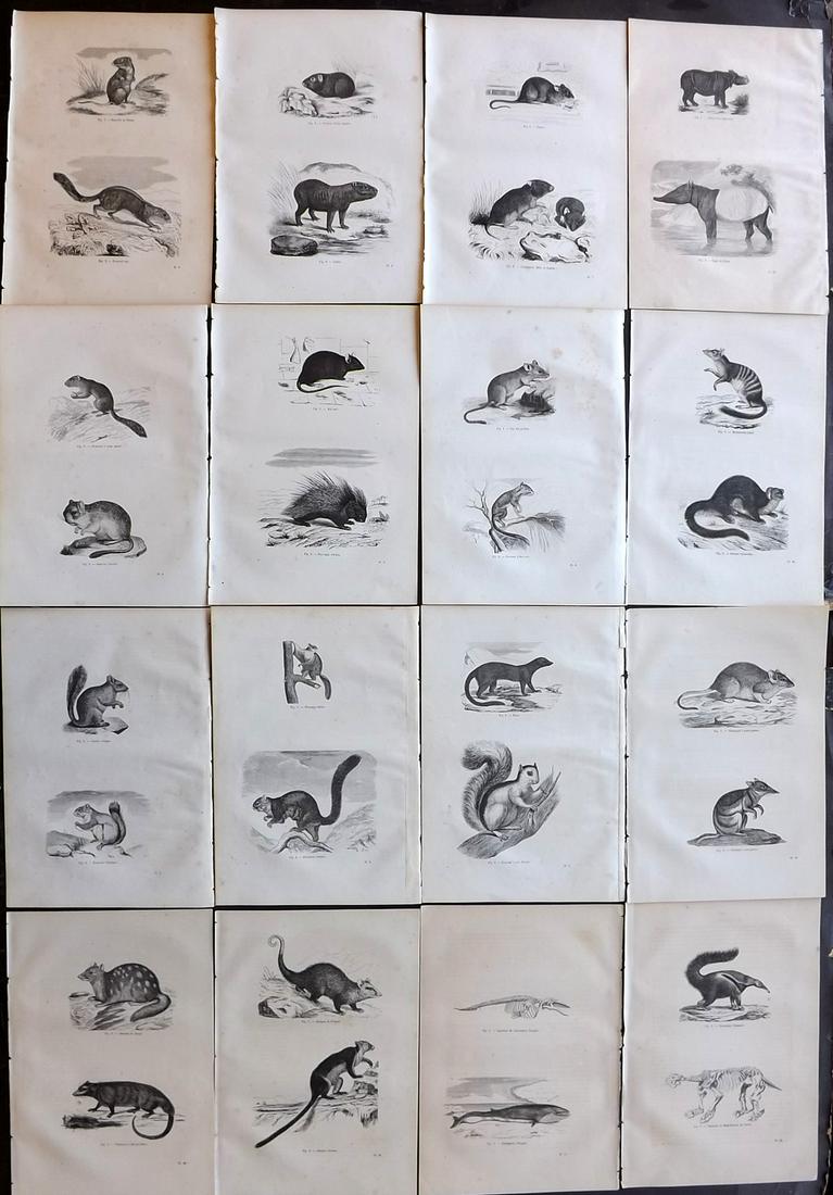 Chenu, Jean 1877 Lot of 16 Natural History Prints: Wood Engravings Published 1877, Paris for "Encyclopedie D'Histoire Naturelle" by Jean Charles Chenu. Reverse side blank. Paper Size: 11 x 7.5 inch (28 x 19cm) Minor background toning, otherwise fine
