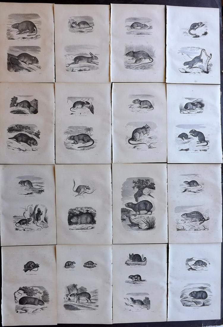 Chenu, Jean 1877 Lot of 16 Natural History Prints: Wood Engravings Published 1877, Paris for "Encyclopedie D'Histoire Naturelle" by Jean Charles Chenu. Reverse side blank. Paper Size: 11 x 7.5 inch (28 x 19cm) Minor background toning, otherwise fine