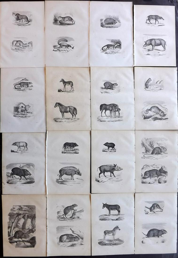 Chenu, Jean 1877 Lot of 16 Natural History Prints: Wood Engravings Published 1877, Paris for "Encyclopedie D'Histoire Naturelle" by Jean Charles Chenu. Reverse side blank. Paper Size: 11 x 7.5 inch (28 x 19cm) Minor background toning, otherwise fine