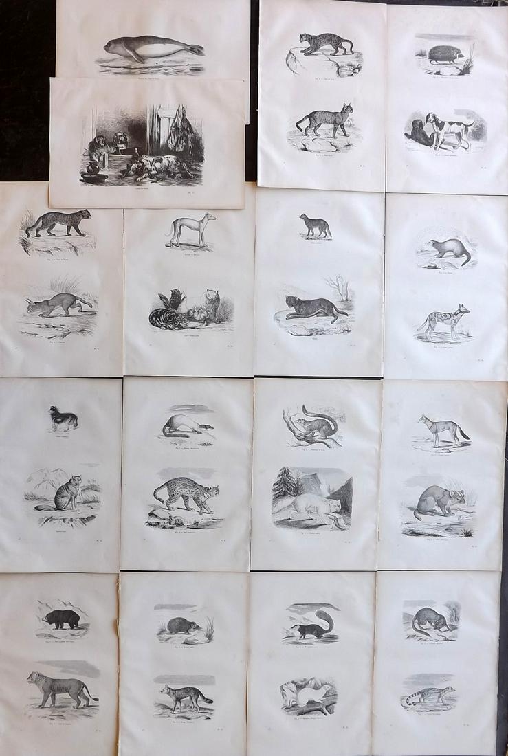 Chenu, Jean 1877 Lot of 16 Natural History Prints: Wood Engravings Published 1877, Paris for "Encyclopedie D'Histoire Naturelle" by Jean Charles Chenu. Reverse side blank. Paper Size: 11 x 7.5 inch (28 x 19cm) Minor background toning, otherwise fine