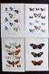 PZS 1902-06 Lot of 4 Hand Col Butterfly & Moth Prints