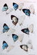 PZS 1902-06 Lot of 4 Hand Col Butterfly & Moth Prints - 2