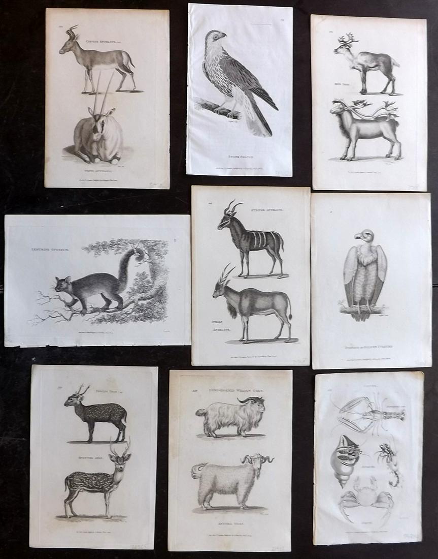 Shaw, George C1805 Lot 9 Natural History & Bird Prints: Copper Plates Published 1800-26 by G.Kearsley, London for "General Zoology or Systematic Natural History" by George Shaw. Paper Size: Up to 9 x 6 inch (24 x 16.5cm) Good Condition overall