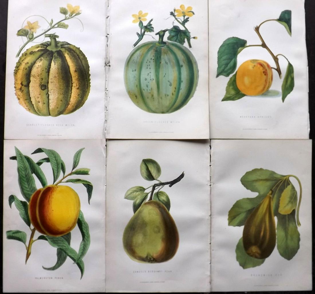 Anderson, James 1874 Lot of 6 Fruit Prints (1 of 2)