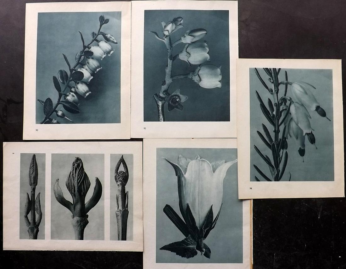 Blossfeldt, Karl 1948 Lot of 5 Botanical Prints (1 of 2)