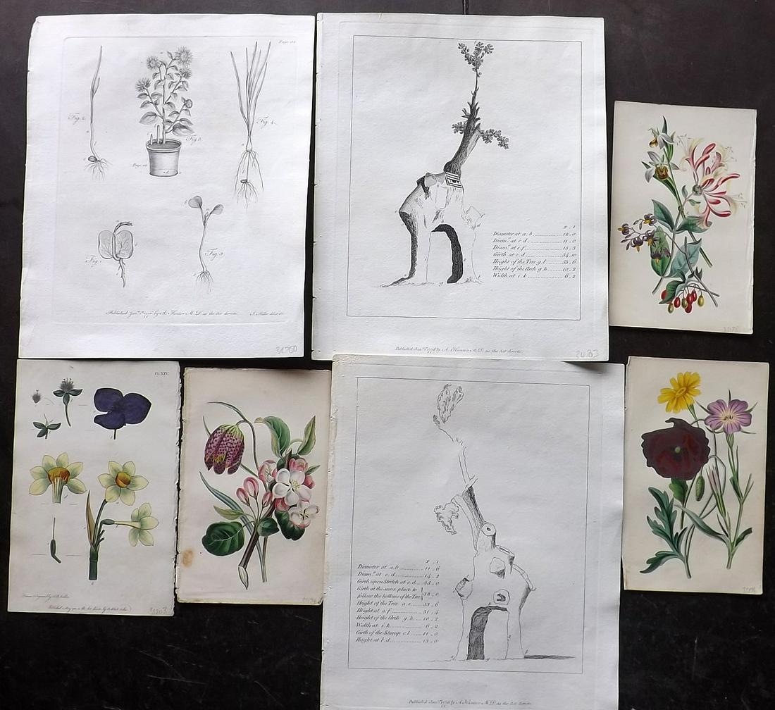 Botanical Prints 1786-1839 Mixed Lot of 7 Prints: Copper Plates and Lithographs, some with hand color. Examples by John Evelyn, Nodder/Martyn and Twamley. Paper Size: Up to 11.5 x 9 inch (29 x 23cm) Good Condition overall