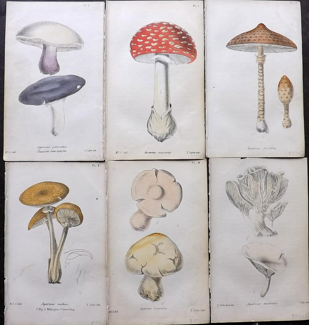 Cooke, Mordecai 1862 Lot of 6 Hand Col Mushroom Prints (1 of 2)