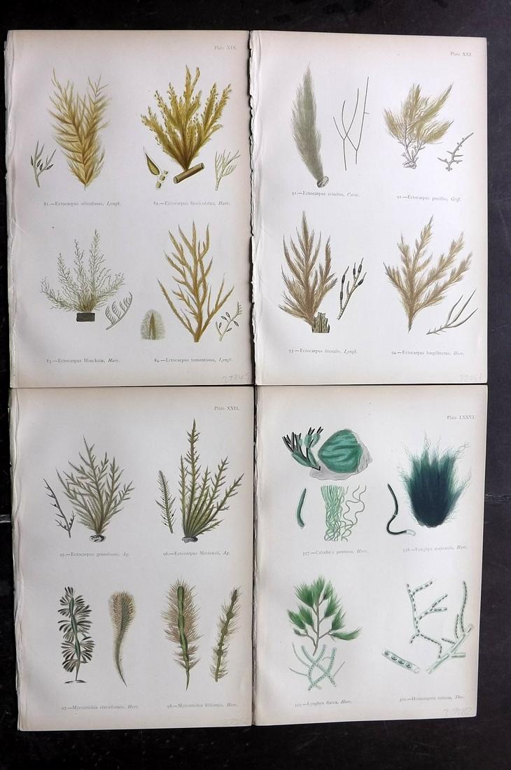 Gatty, Mrs Alfred 1872 Lot of 4 Green Seaweed Prints (1 of 2)