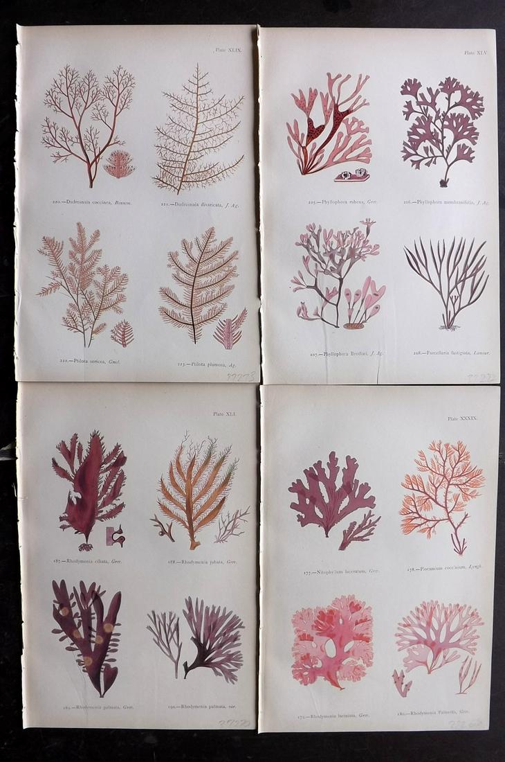 Gatty, Mrs Alfred 1872 Lot of 4 Red Seaweed Prints (1 of 2)
