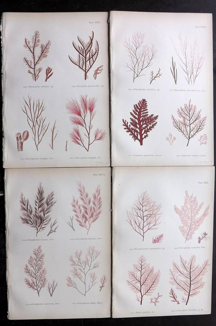 Gatty, Mrs Alfred 1872 Lot of 4 Red Seaweed Prints (1 of 2)
