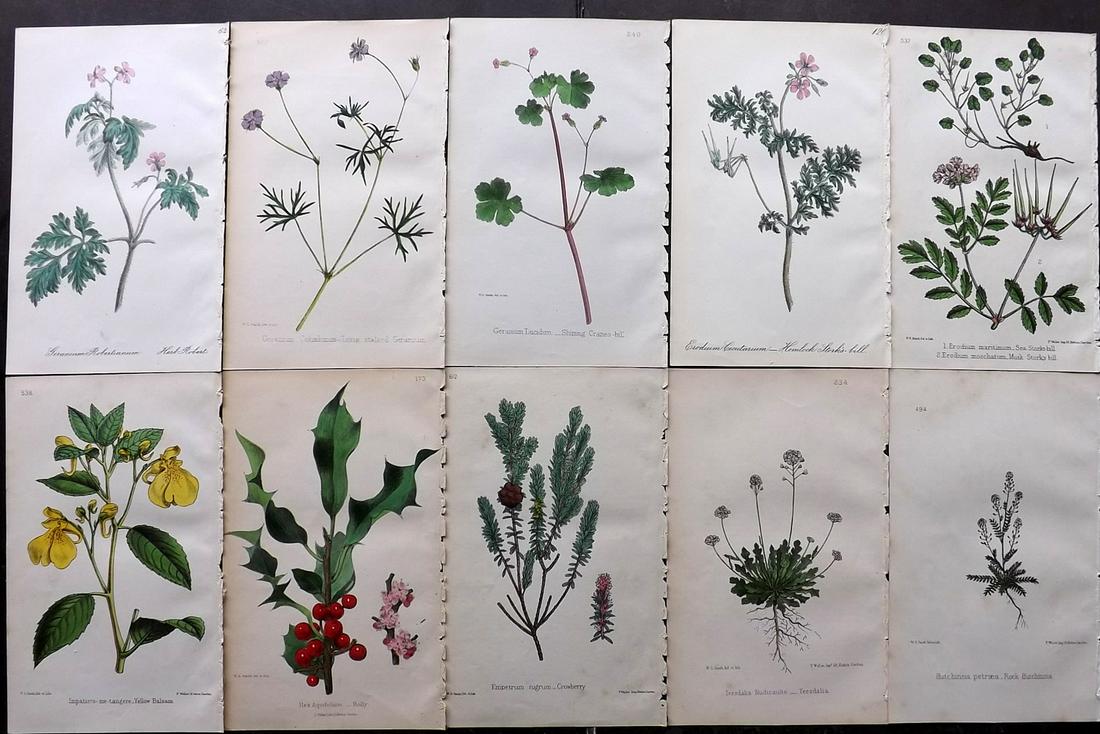 Hogg & Johnson C1870 Lot of 10 HCol Botanical Prints: Hand Coloured Lithographs Published 1863-1880, London for "The Wild Flowers of Great Britain" by Robert Hogg & George W. Johnson. Paper Size: 9 x 5.5 inch (23 x 14cm) Occasional backround tone spots. 