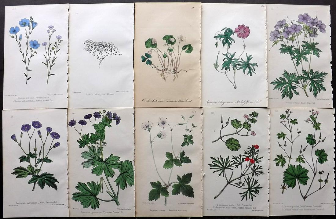 Hogg & Johnson C1870 Lot of 10 HCol Botanical Prints: Hand Coloured Lithographs Published 1863-1880, London for "The Wild Flowers of Great Britain" by Robert Hogg & George W. Johnson. Paper Size: 9 x 5.5 inch (23 x 14cm) Occasional backround tone spots. 