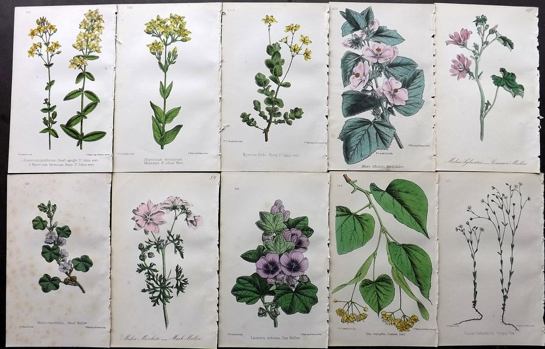 Hogg & Johnson C1870 Lot of 10 HCol Botanical Prints: Hand Coloured Lithographs Published 1863-1880, London for "The Wild Flowers of Great Britain" by Robert Hogg & George W. Johnson. Paper Size: 9 x 5.5 inch (23 x 14cm) Occasional backround tone spots. 