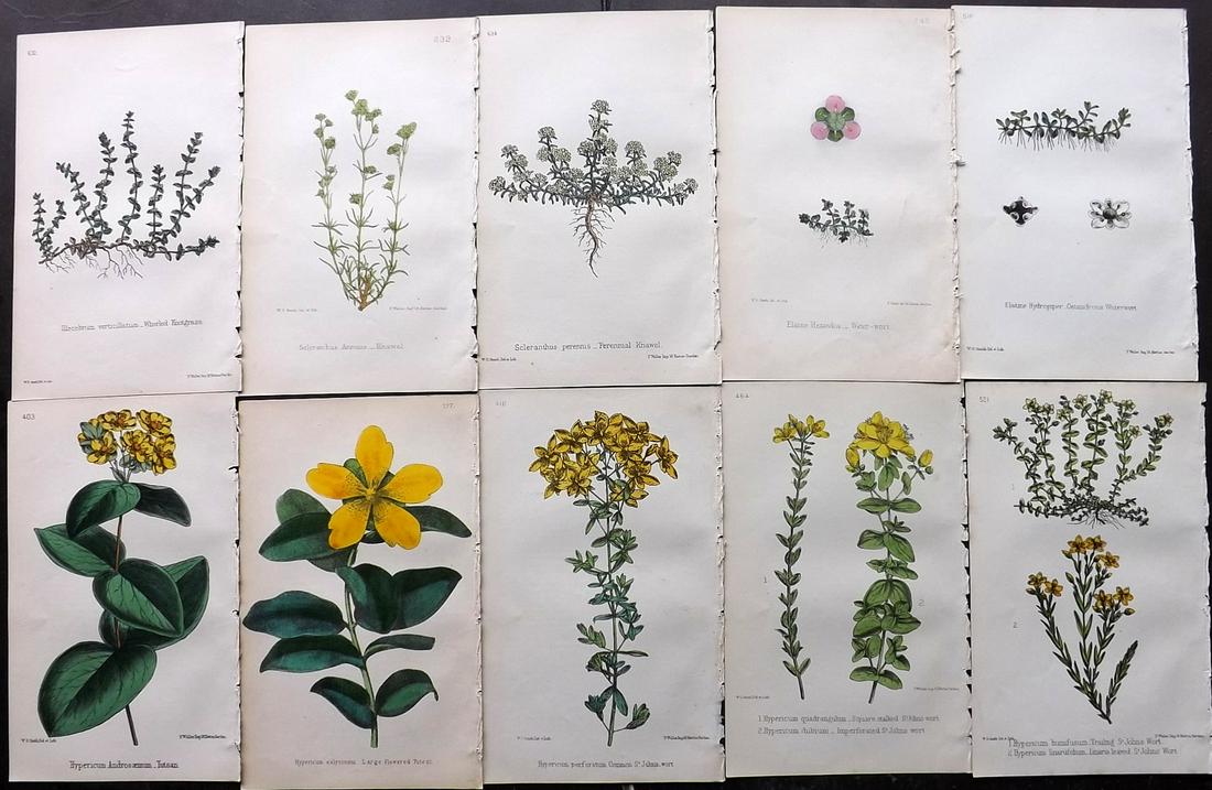 Hogg & Johnson C1870 Lot of 10 HCol Botanical Prints: Hand Coloured Lithographs Published 1863-1880, London for "The Wild Flowers of Great Britain" by Robert Hogg & George W. Johnson. Paper Size: 9 x 5.5 inch (23 x 14cm) Occasional backround tone spots. 