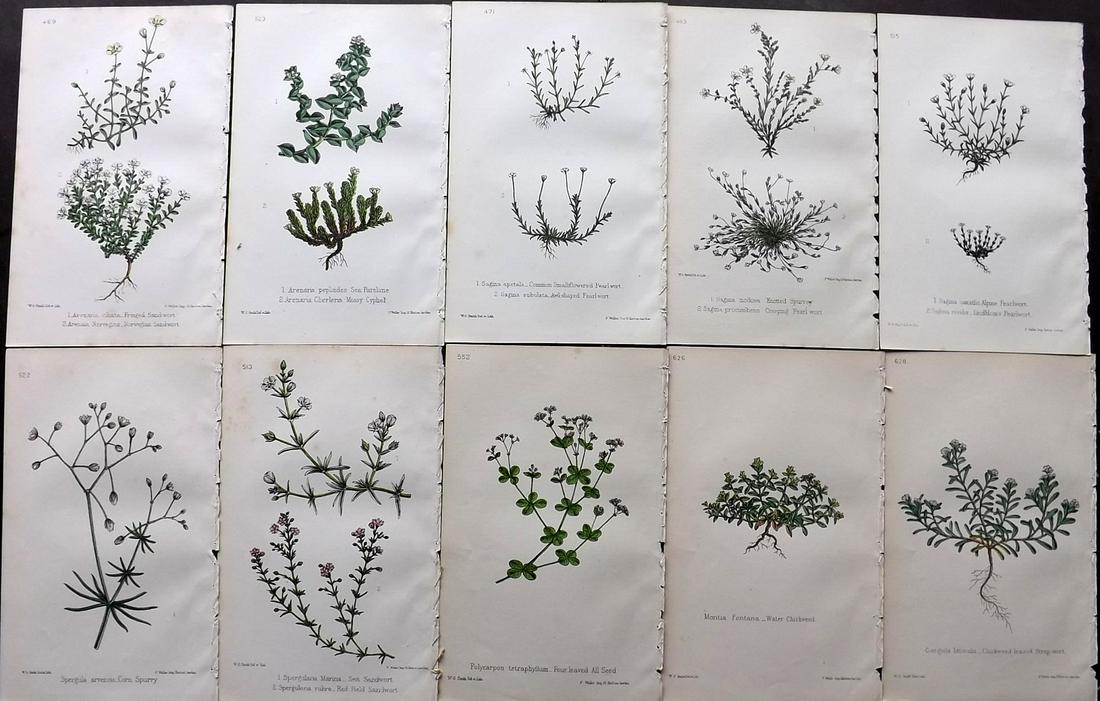 Hogg & Johnson C1870 Lot of 10 HCol Botanical Prints: Hand Coloured Lithographs Published 1863-1880, London for "The Wild Flowers of Great Britain" by Robert Hogg & George W. Johnson. Paper Size: 9 x 5.5 inch (23 x 14cm) Occasional backround tone spots. 