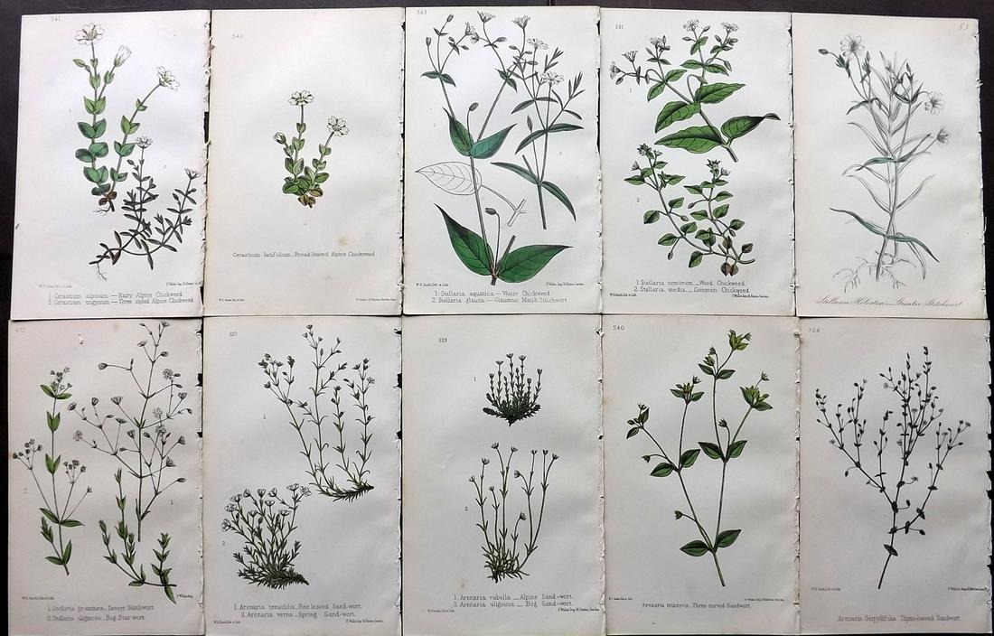 Hogg & Johnson C1870 Lot of 10 HCol Botanical Prints: Hand Coloured Lithographs Published 1863-1880, London for "The Wild Flowers of Great Britain" by Robert Hogg & George W. Johnson. Paper Size: 9 x 5.5 inch (23 x 14cm) Occasional backround tone spots. 