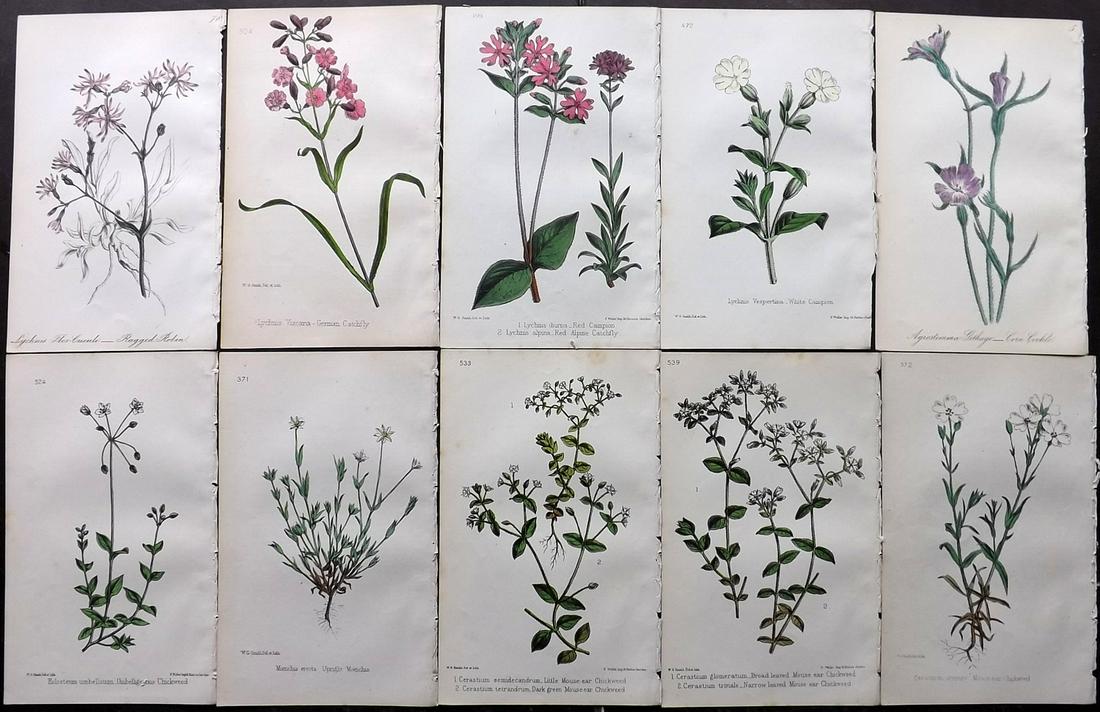 Hogg & Johnson C1870 Lot of 10 HCol Botanical Prints: Hand Coloured Lithographs Published 1863-1880, London for "The Wild Flowers of Great Britain" by Robert Hogg & George W. Johnson. Paper Size: 9 x 5.5 inch (23 x 14cm) Occasional backround tone spots. 