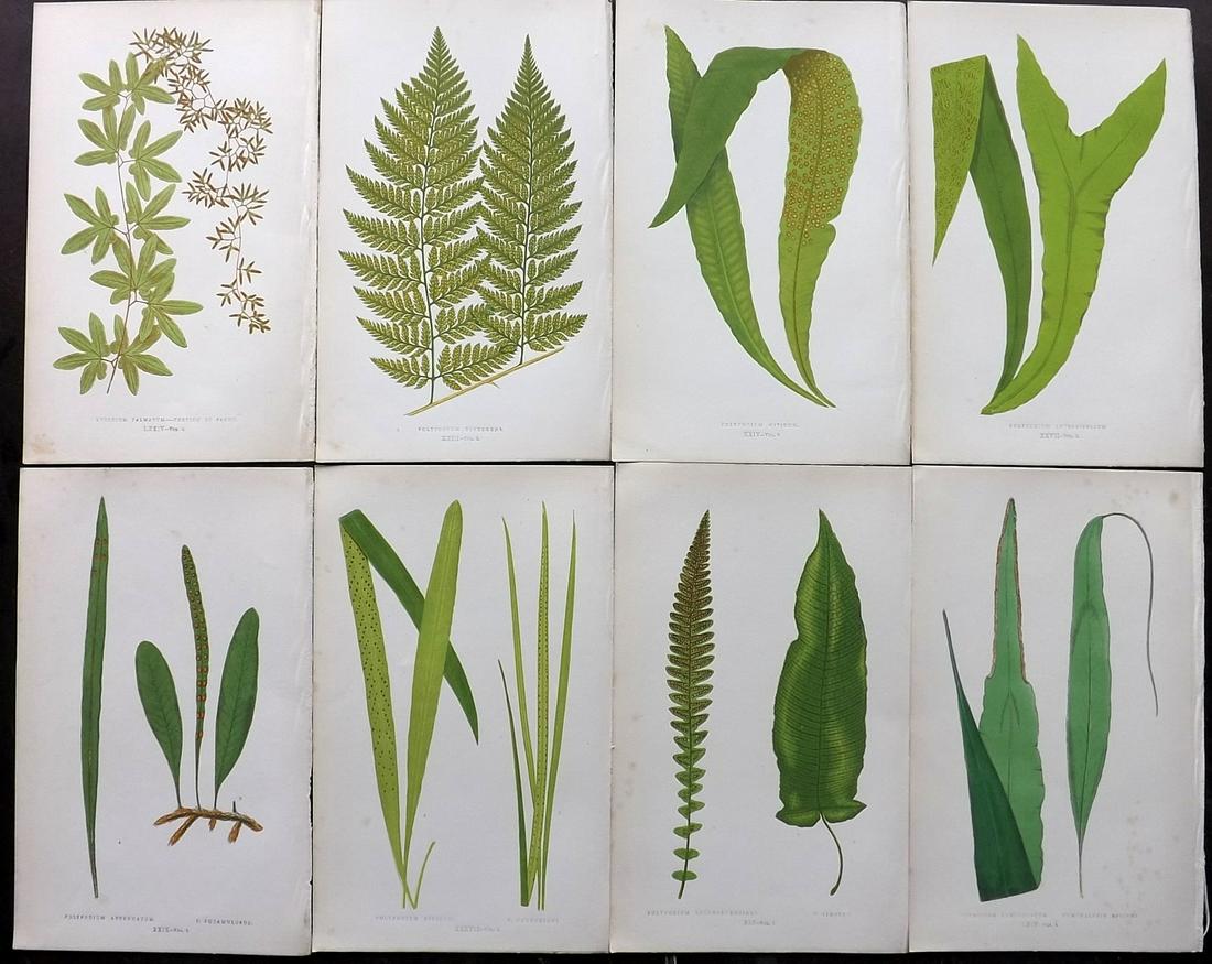 Lowe, Edward 1856 Lot of 8 Antique Fern Prints: Woodblocks Published 1856-60 by Groombridge and Sons, London for "Ferns: British and Exotic" by Edward Lowe. Illustrated by A.F. Lydon. Printed by Benjamin Fawcett. Paper Size: 10 x 6 inch (25 x 15cm)