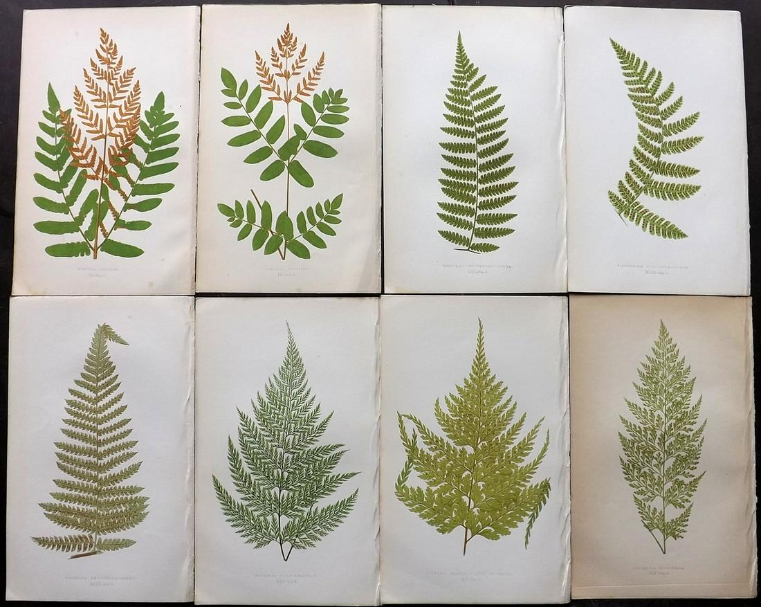 Lowe, Edward 1856 Lot of 8 Antique Fern Prints: Woodblocks Published 1856-60 by Groombridge and Sons, London for "Ferns: British and Exotic" by Edward Lowe. Illustrated by A.F. Lydon. Printed by Benjamin Fawcett. Paper Size: 10 x 6 inch (25 x 15cm)