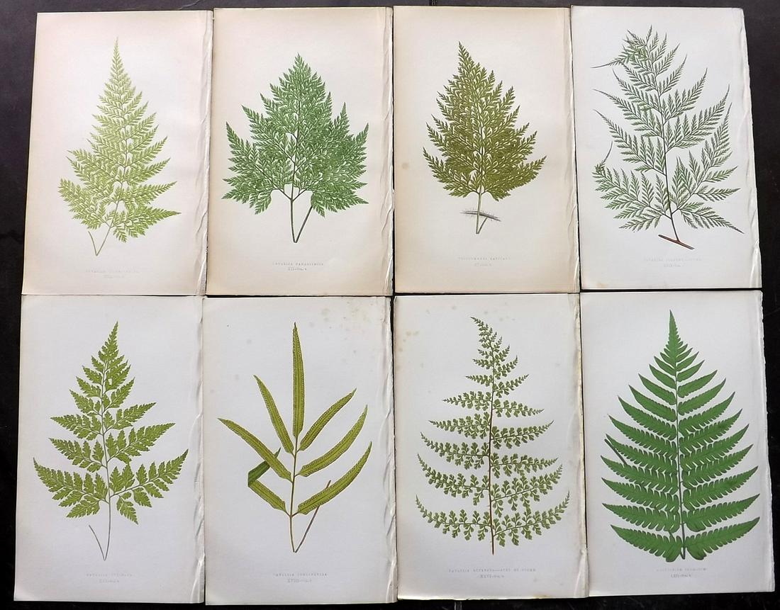 Lowe, Edward 1856 Lot of 8 Antique Fern Prints (1 of 2)