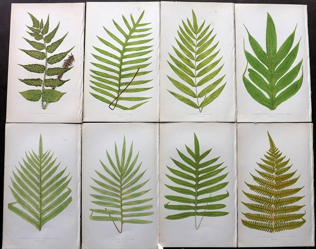Lowe, Edward 1856 Lot of 8 Antique Fern Prints (1 of 2)