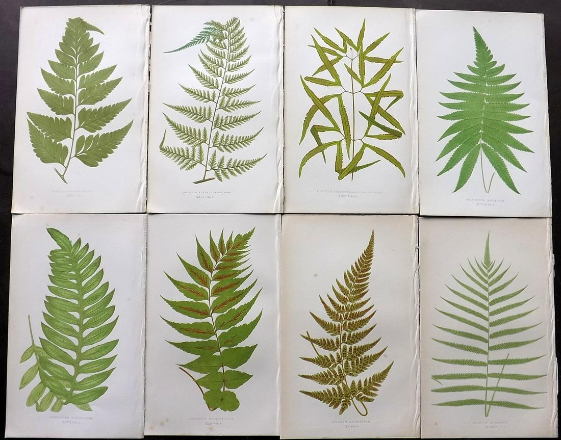 Lowe, Edward 1856 Lot of 8 Antique Fern Prints: Woodblocks Published 1856-60 by Groombridge and Sons, London for "Ferns: British and Exotic" by Edward Lowe. Illustrated by A.F. Lydon. Printed by Benjamin Fawcett. Paper Size: 10 x 6 inch (25 x 15cm)