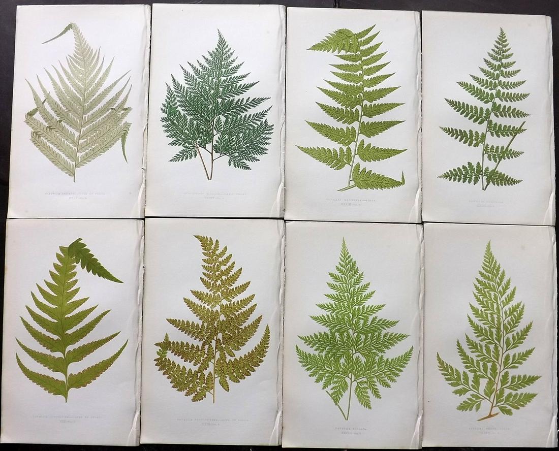 Lowe, Edward 1856 Lot of 8 Antique Fern Prints (1 of 2)