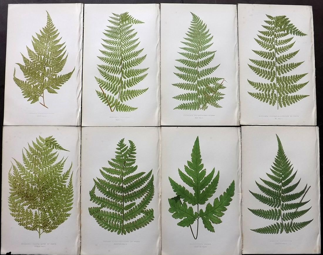 Lowe, Edward 1856 Lot of 8 Antique Fern Prints (1 of 2)