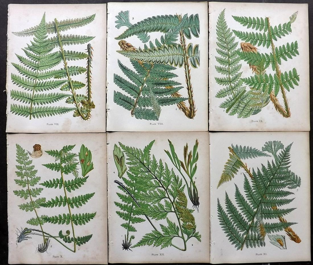 Moore, Thomas C1860 Lot of 6 Antique Fern Prints: Woodblock Published C1860, London for "A Popular History of The British Ferns" by Thomas Moore. Paper Size: 6 x 5 inch (16 x 15cm) Minor background toning in parts, otherwise fine