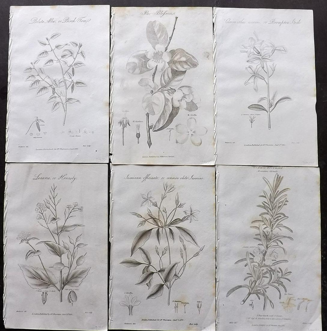 Thornton, Robert 1812 Lot of 6 Botanical Prints (1 of 2)