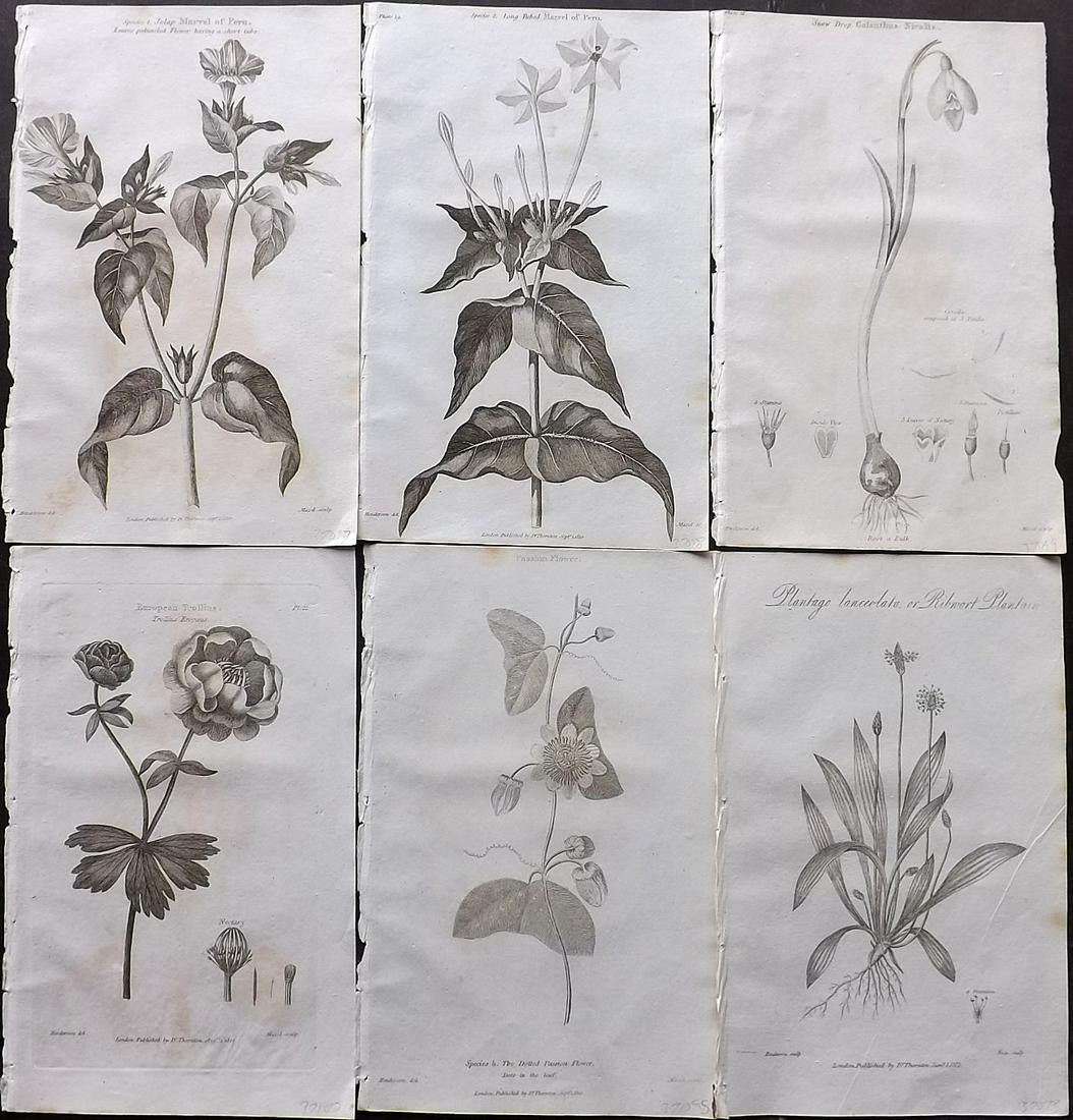 Thornton, Robert 1812 Lot of 6 Botanical Prints: Copper Plates Published 1812, London for "Elements of Botany" by Dr. Robert John Thonton. Paper Size: 9.5. x 6 inch (24 x 15cm) Very minor toning in parts, good condition