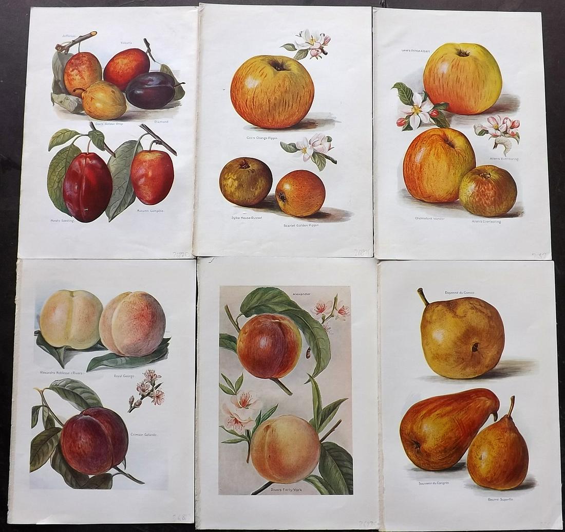 Wright, J & H 1924 Lot of 6 Vintage Fruit Prints (1 of 2)