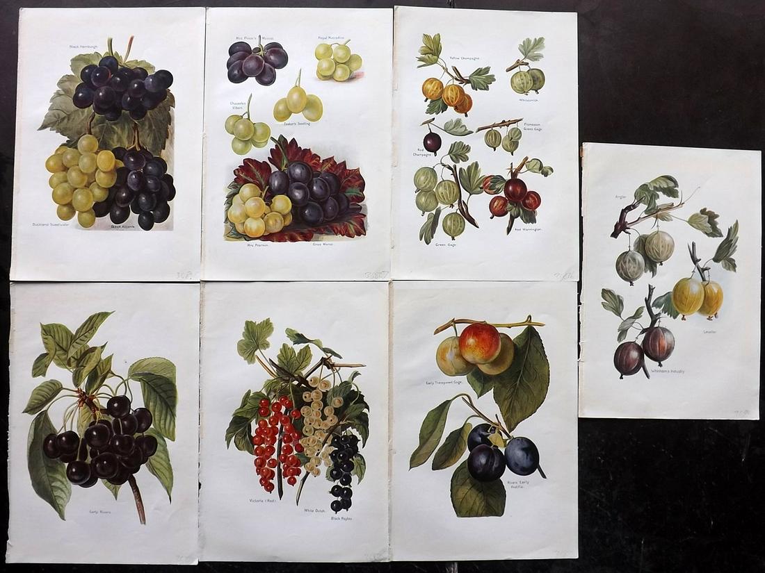 Wright, J & H 1924 Lot of 7 Vintage Fruit Prints: Lithographs Published 1924, London for "The Fruit-Grower's Guide" by John and Horace Wright. Paper Size: 10.5 x 7 inch (27 x 18cm) Good Condition