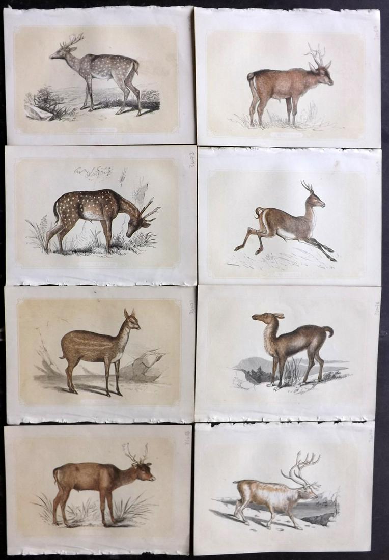 Bicknell, W. I. 1851 Lot of 8 Deer/Antelope Prints (1 of 2)