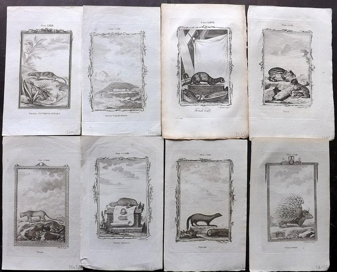 Buffon, Comte de 1785 Lot of 8 Animal Prints: Copper Plate Published 1785, London for "Natural History, General and Particular" by the Count de Buffon. Translated by William Smellie. Paper Size: 8.5 x 5.5 inch (22 x 14cm) Approx. Good Condition o