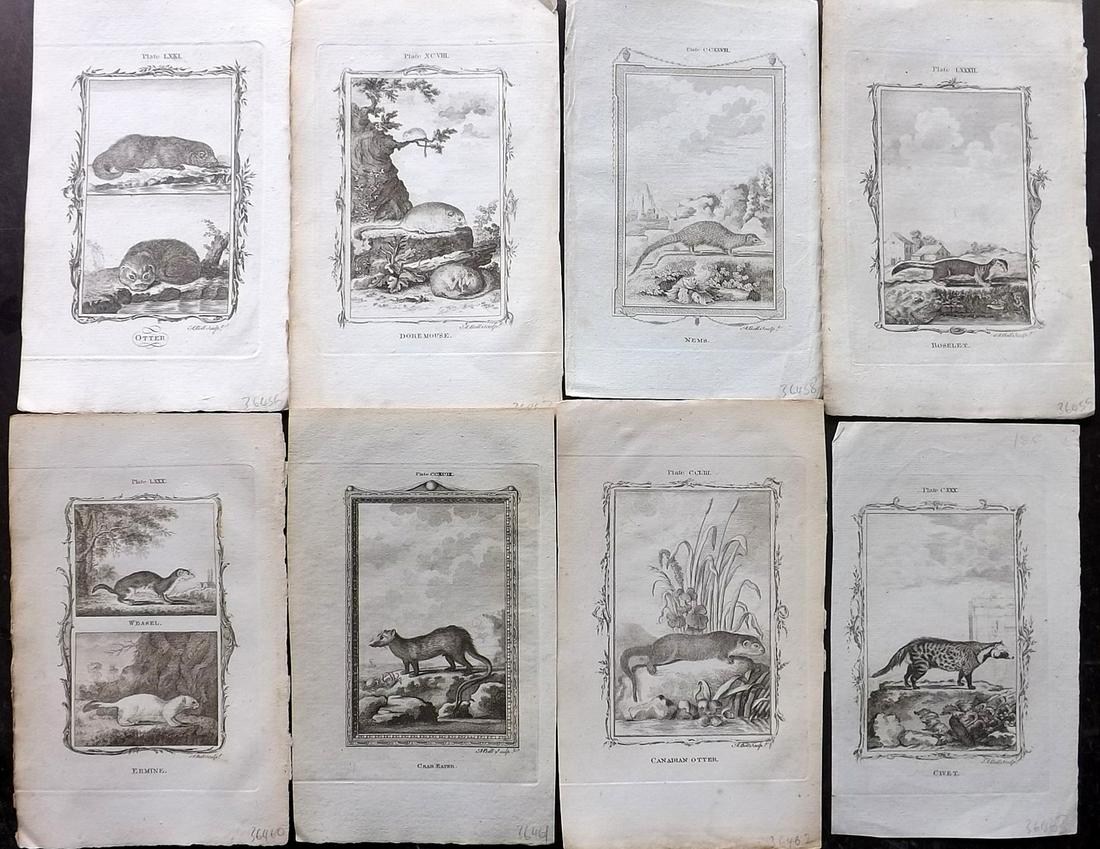 Buffon, Comte de 1785 Lot of 8 Animal Prints: Copper Plate Published 1785, London for "Natural History, General and Particular" by the Count de Buffon. Translated by William Smellie. Paper Size: 8.5 x 5.5 inch (22 x 14cm) Approx. Good Condition o